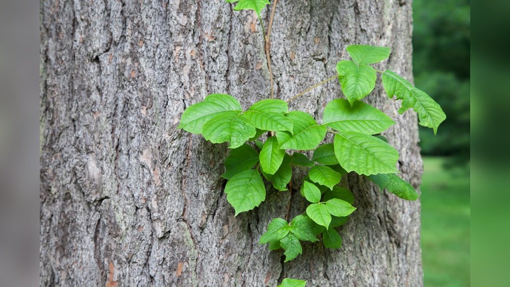 How to Clean Garden Tools After Poison Ivy